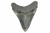 Fossil Megalodon Tooth - South Carolina #168177-1